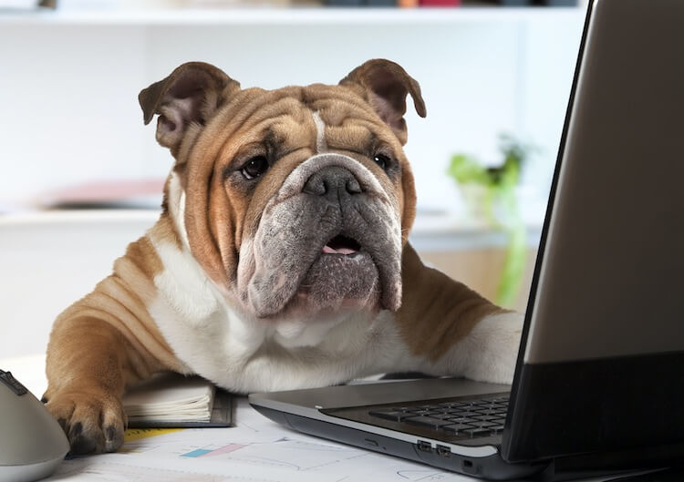 Bulldog Using A Computer