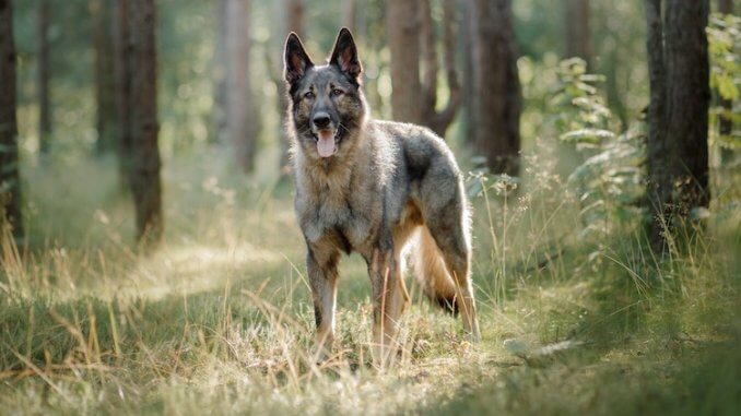 German Shepherd Wolf Mix