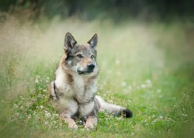 Wolf German Shepherd Hybrid Puppies