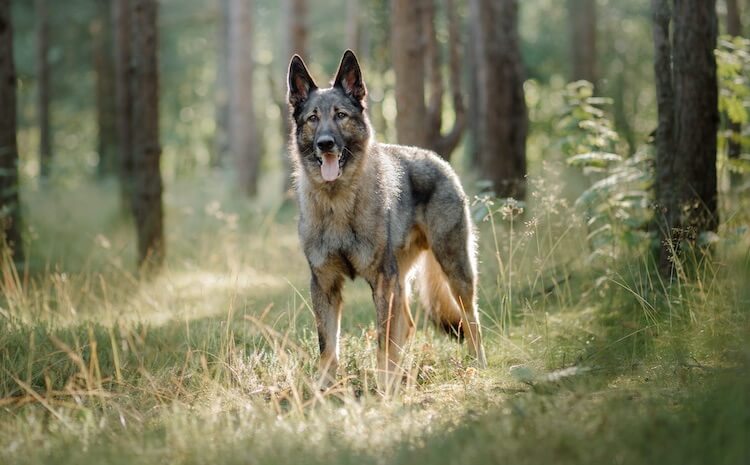 grey wolf german shepherd hybrid