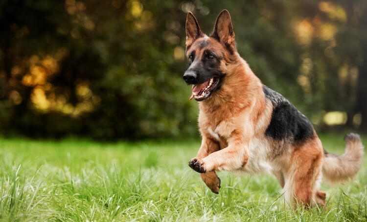 Timber Wolf German Shepherd Puppies