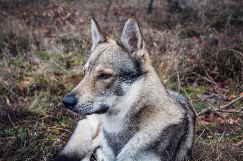 German Shepherd Wolf Mix Facts: Origin, Behavior & Training