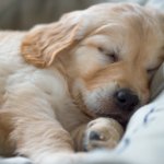 Golden Retriever Crate Training