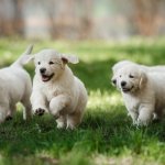 Golden Retriever PuppIes Running