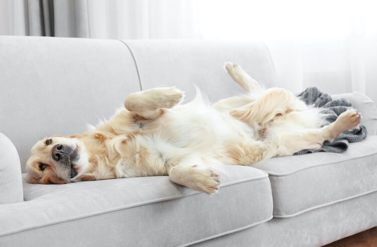 Golden Retriever Resting