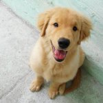 Golden Retriever Sat