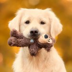 Golden Retriever Training