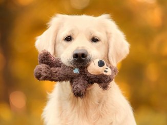 Golden Retriever Training