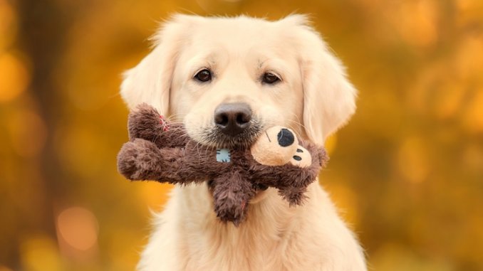 Golden Retriever Training