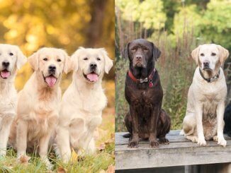 Golden Retriever vs Labrador Dogs