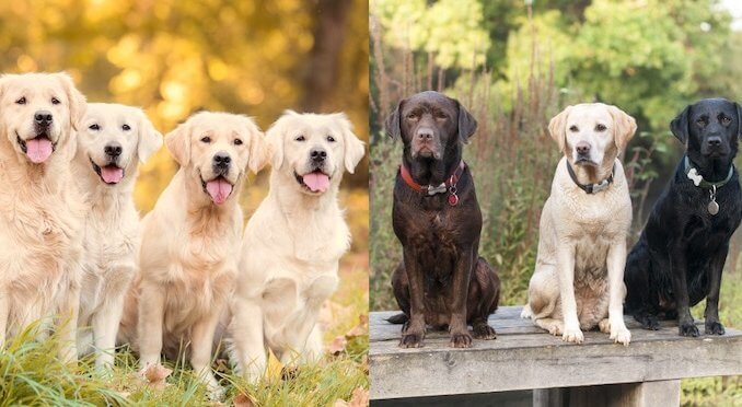 Golden Retriever vs Labrador Dogs