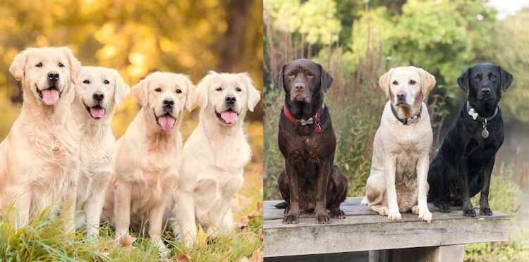 Golden Retriever vs Labrador Dogs