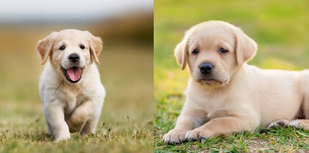 chocolate lab and golden retriever puppies