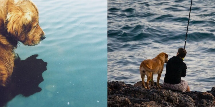 Golden Retriever vs Labrador