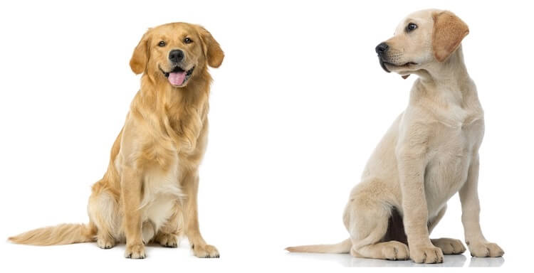 comparison between labrador and golden retriever