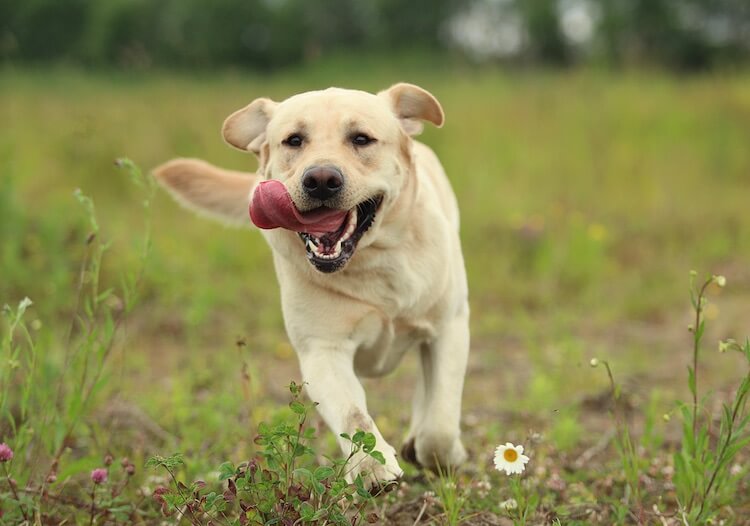 Labrador Retriever Dog