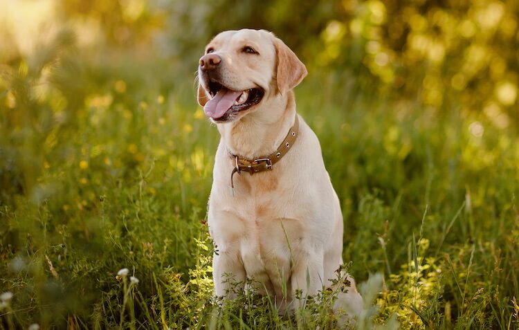 Labrador Retriever