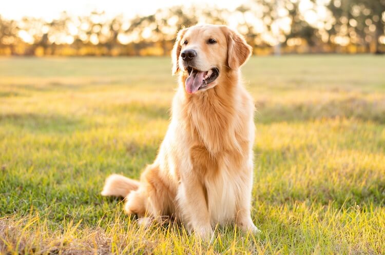 long haired yellow lab