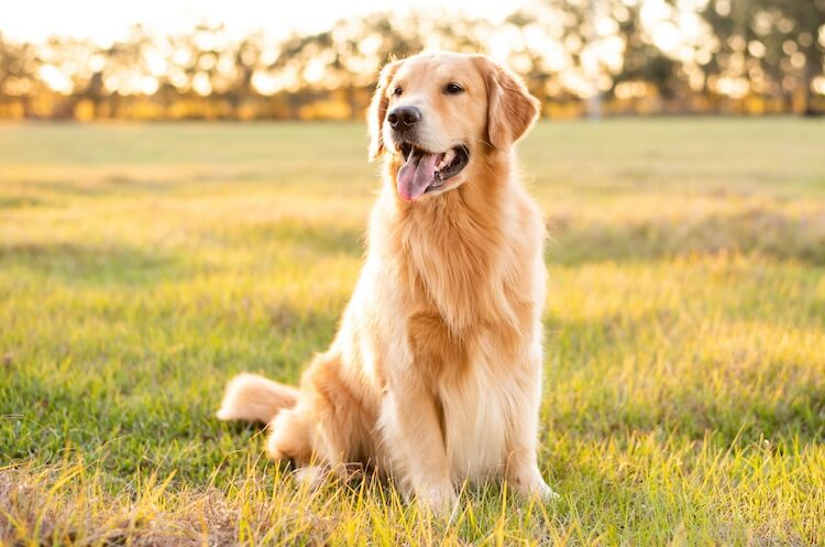 Long Haired Golden Retriever