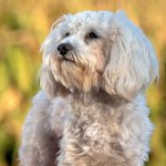 Maltipoo Hund