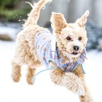 Maltipoo Hund spielend im Schnee