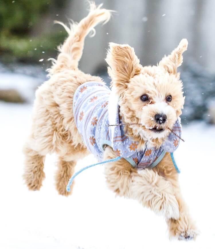 Maltipoo Hund spielend im Schnee