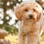 Maltipoo Feature