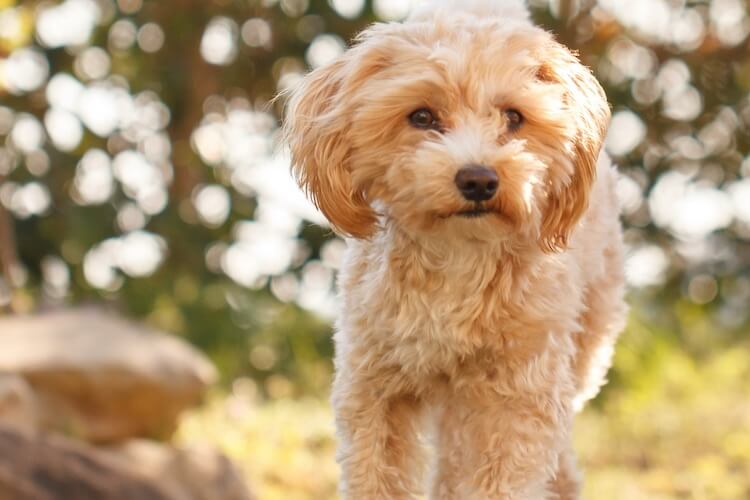 maltipoo size