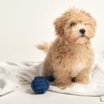 Maltipoo-Welpe