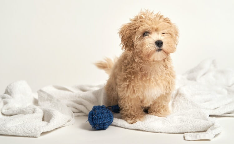 Cucciolo di Maltipoo