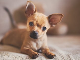 Pitbull Chihuahua Mix Puppy