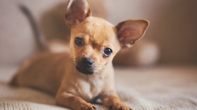 Pitbull Chihuahua Mix Puppy