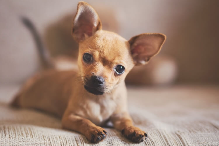 Pitbull Chihuahua Mix Puppy