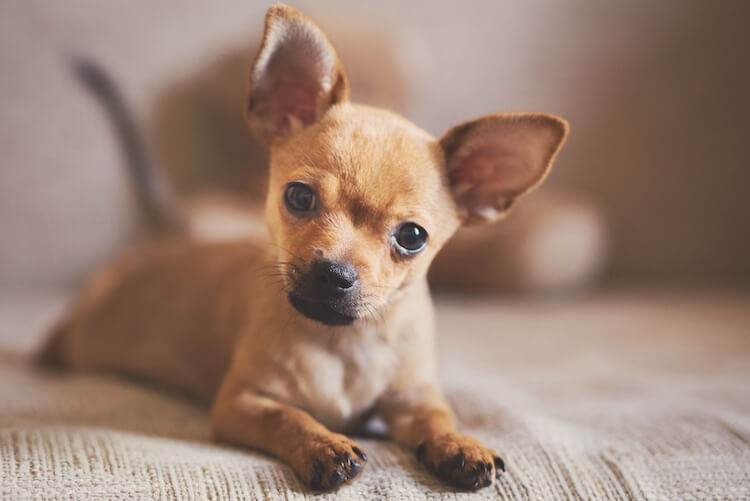 chihuahua pit puppies