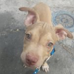 Pitbull Chihuahua mix