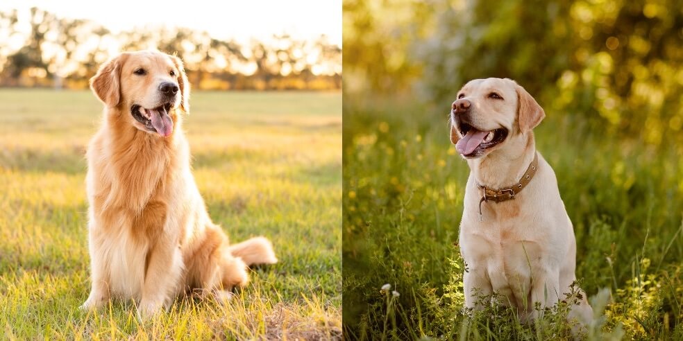 are labradors and golden retrievers the same dog