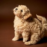 Teacupy Maltipoo