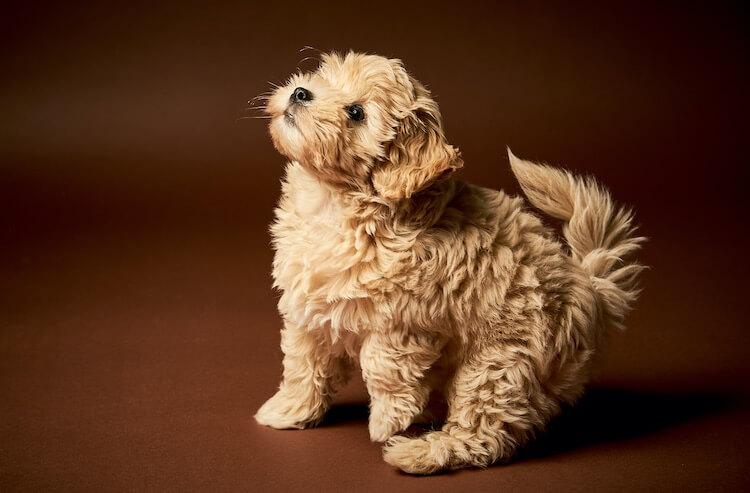 teacup maltipoo dog