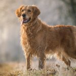 Walking A Golden Retriever