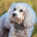 Maltipoo branco