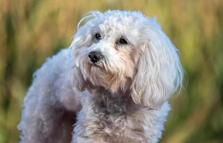 Maltipoo bianco