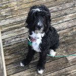 Young Bernedoodle Dog