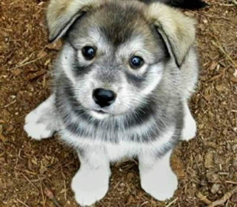 black wolf dog hybrid puppies