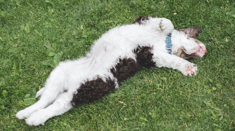 how big does a bernedoodle get?