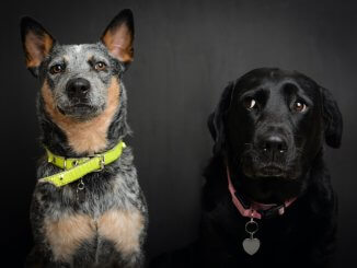 Blue Heeler Lab Mix