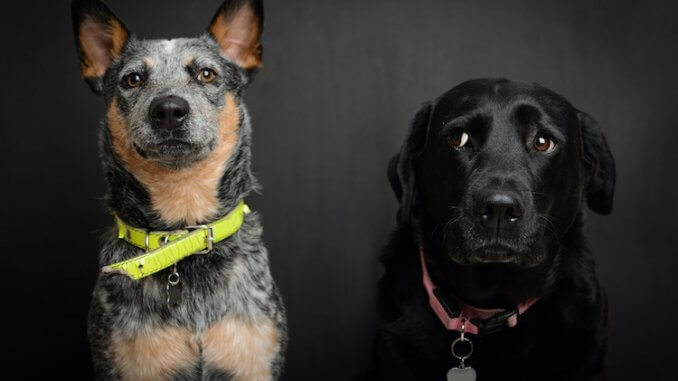 Blue Heeler Lab Mix