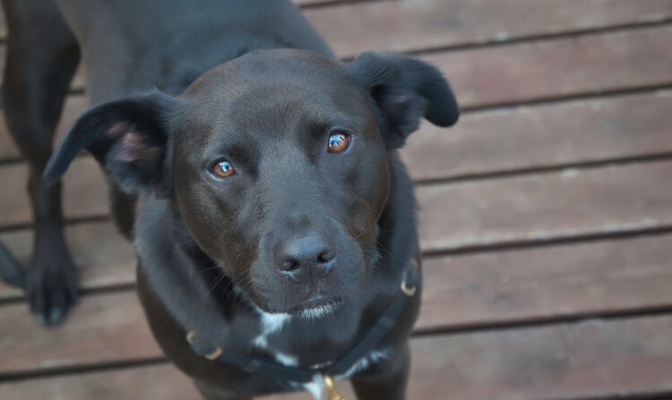 black lab blue heeler