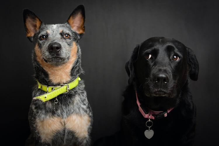 lab heeler puppies