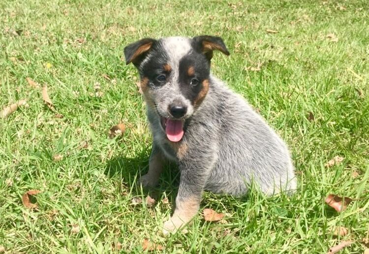 Blue Heeler Puppy