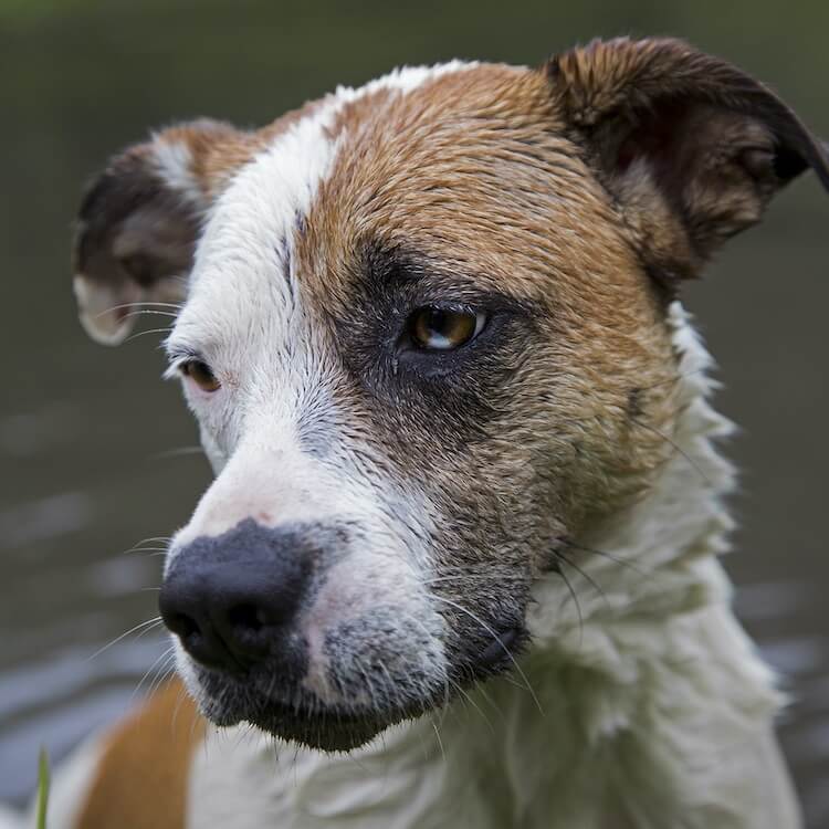 Blue Heeler x Lab Mix Dog